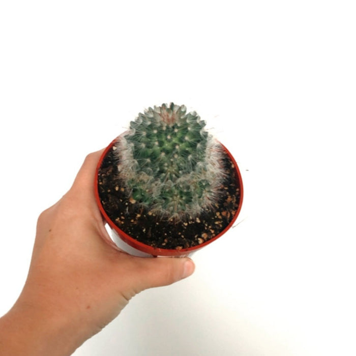 Assorted Cacti