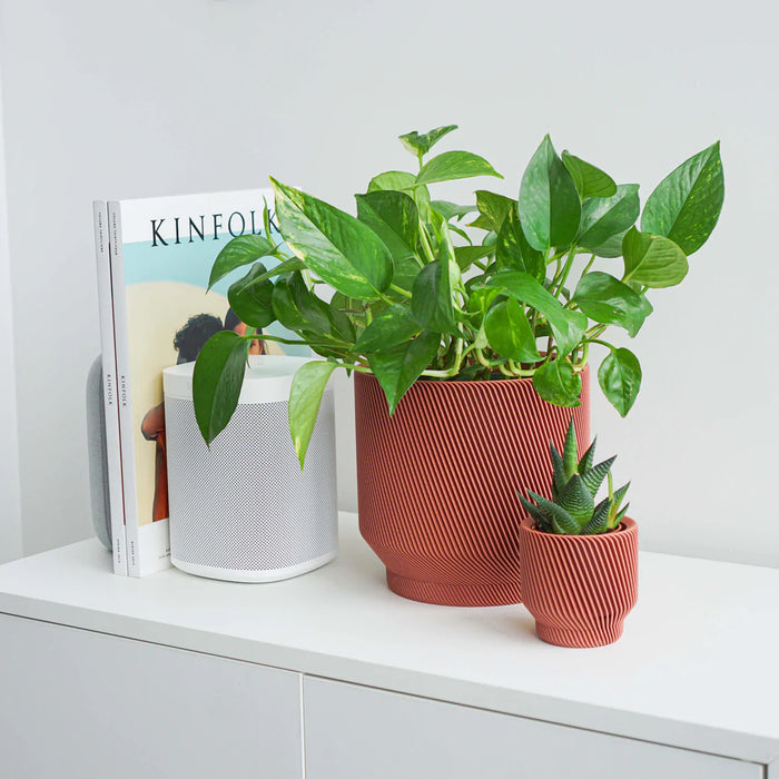 Salmon Spruce Planter