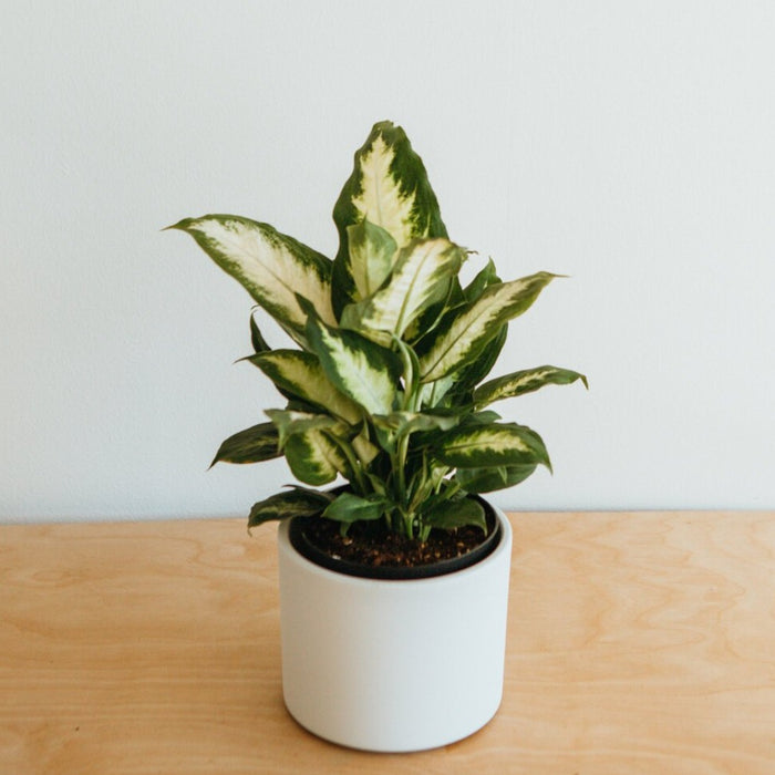 Dieffenbachia (Assorted)