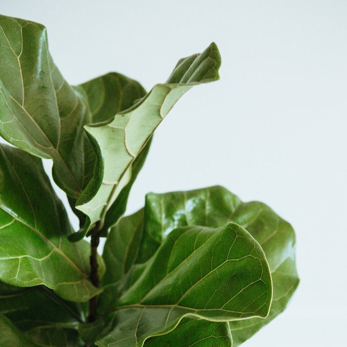 Fiddle Leaf Fig Tree