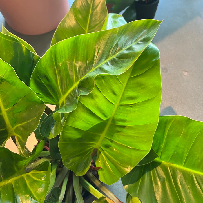 Philodendron Green Congo