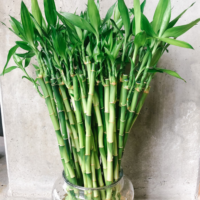 Lucky Bamboo Stems