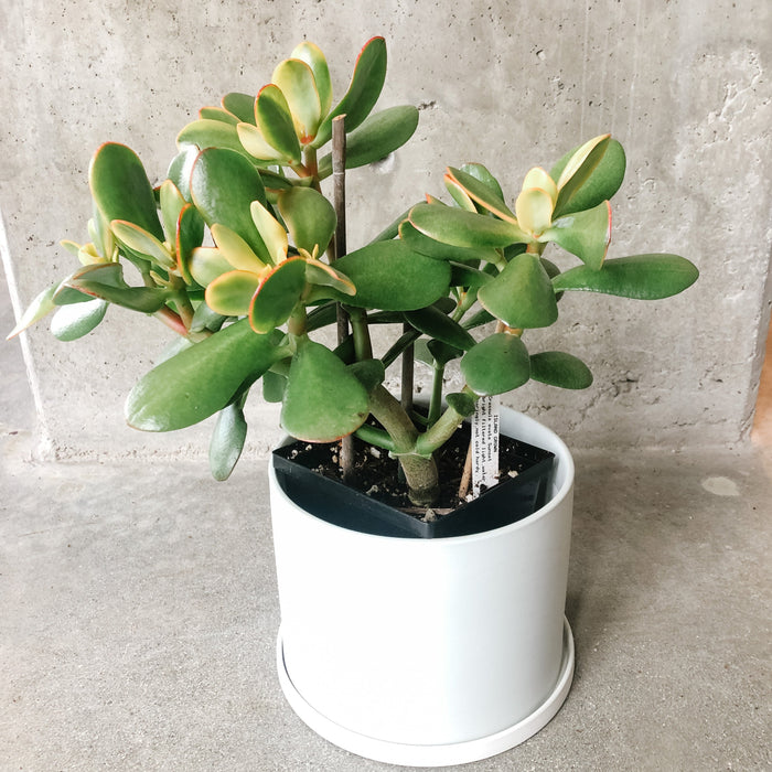 Crassula Ovata 'Sunset'