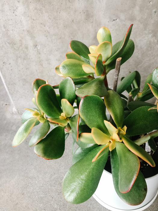 Crassula Ovata 'Sunset'