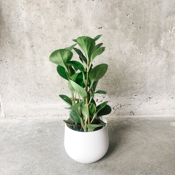 Peperomia Obtusifolia