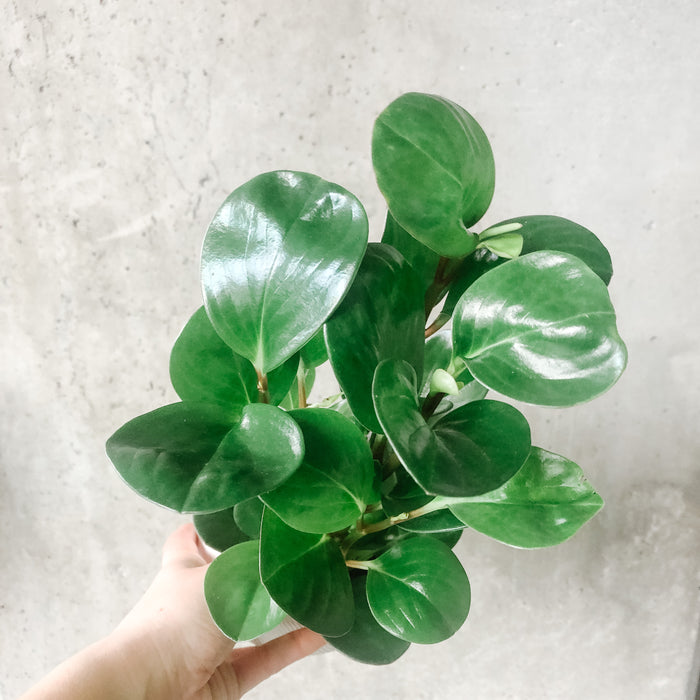 Peperomia Obtusifolia