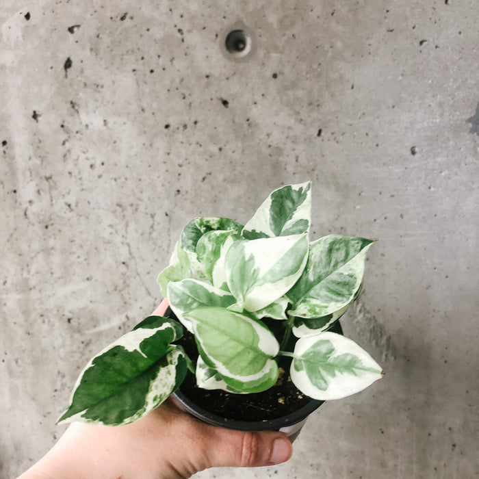 n'Joy Pothos