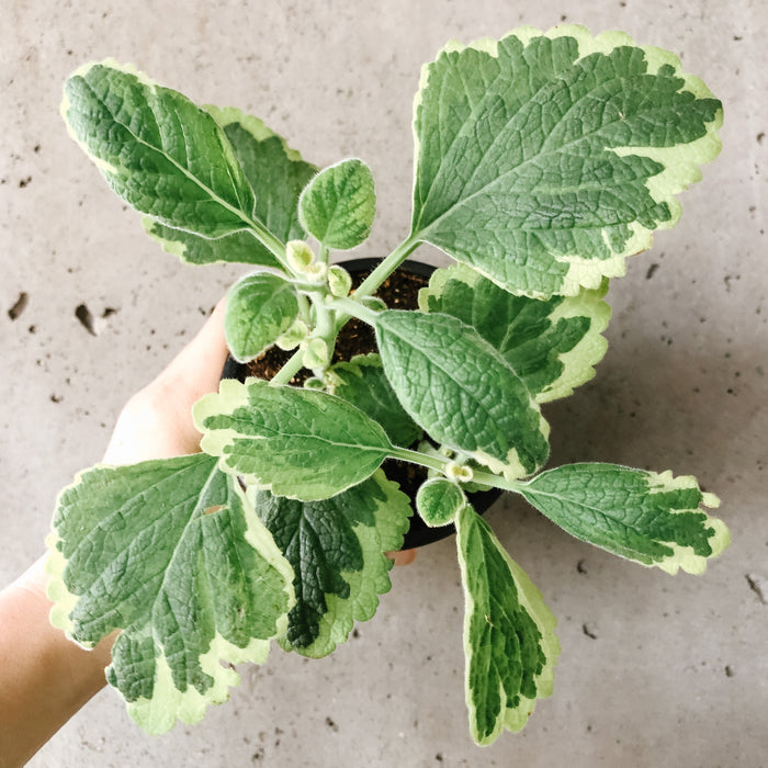 Swedish Ivy (Variegated)
