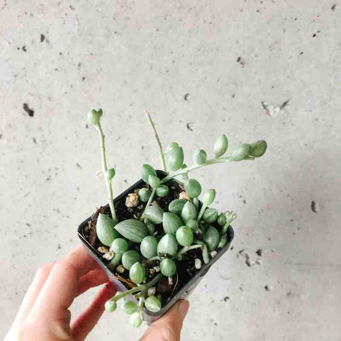 String of Watermelons