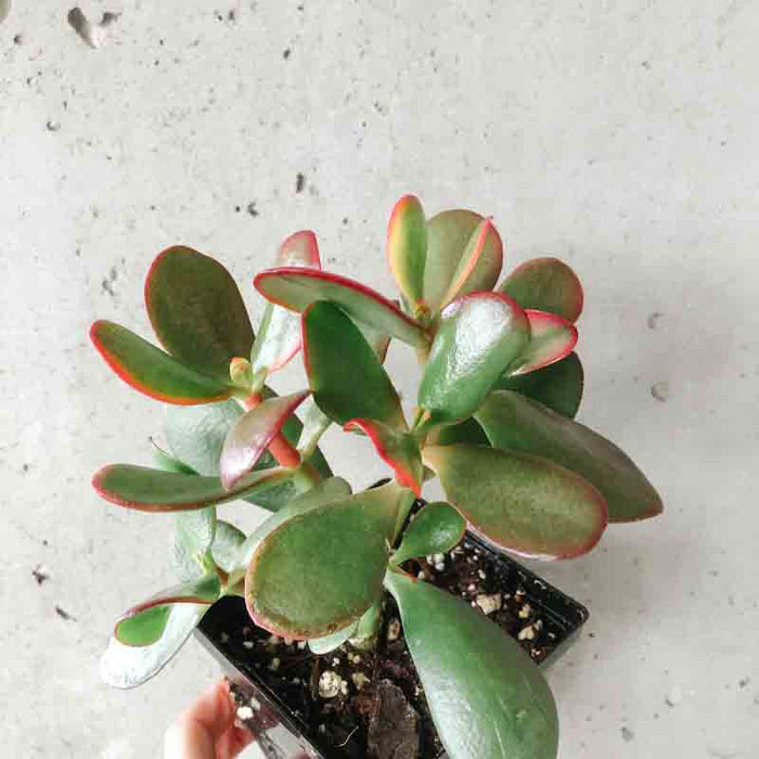 Crassula Ovata 'Sunset'