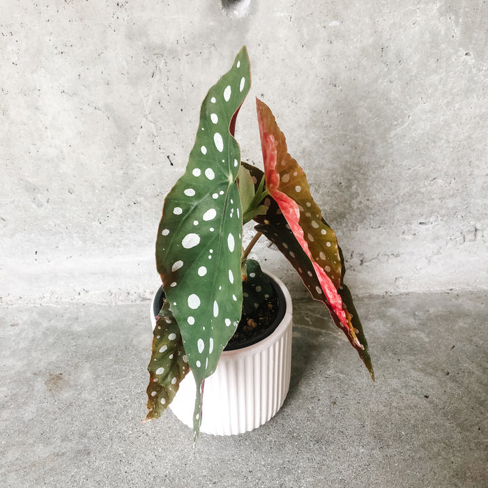 Begonia