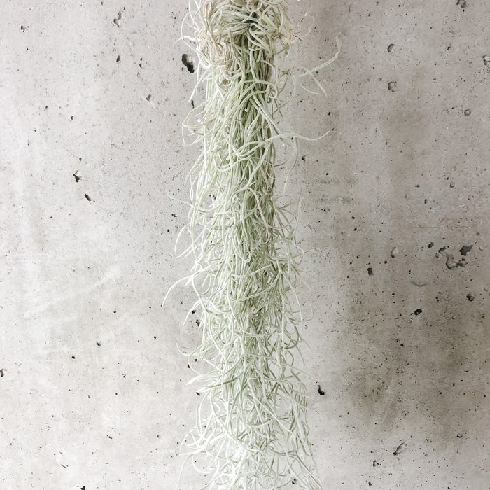 Tillandsia (assorted)