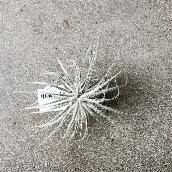 Tillandsia (assorted)