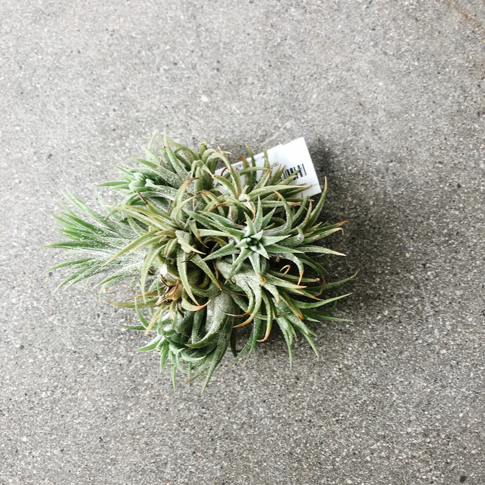 Tillandsia (assorted)