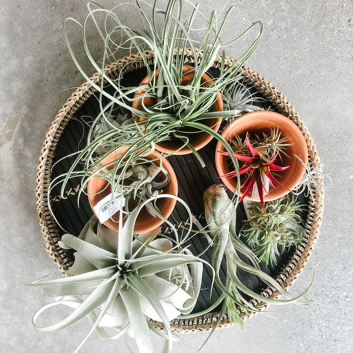 Tillandsia (Air Plants)