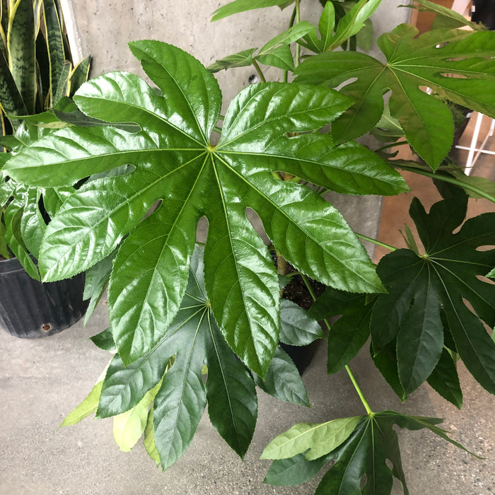 Fatsia