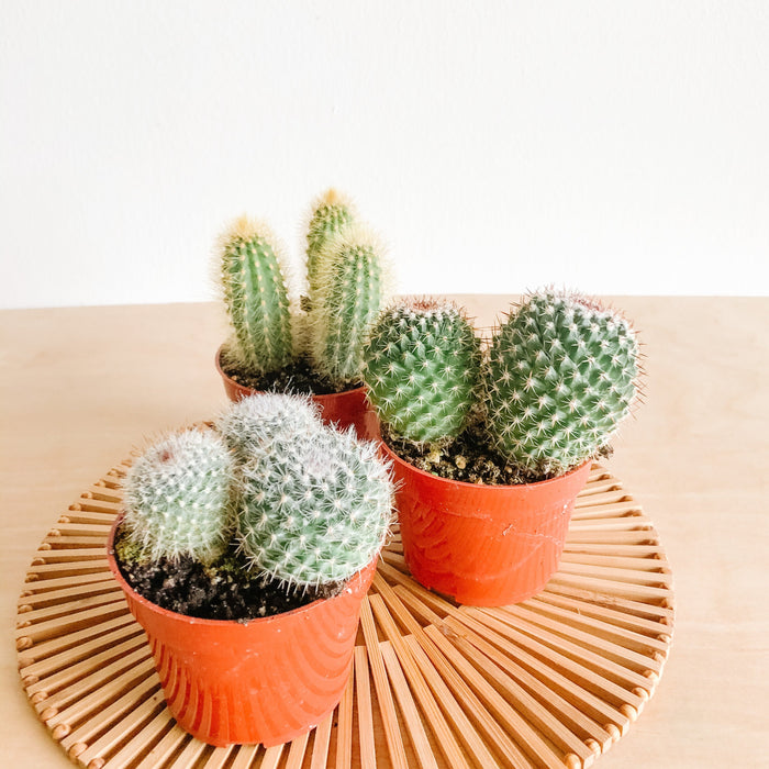 Assorted Cacti