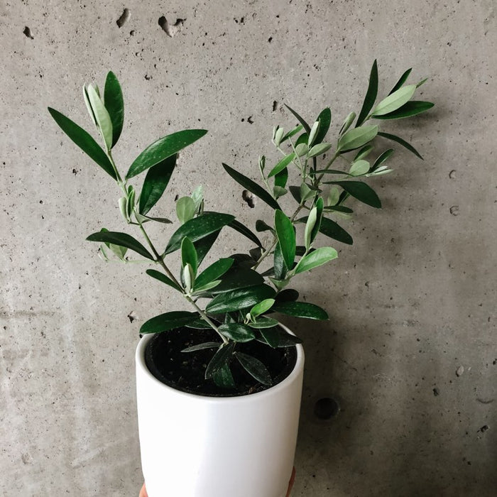 Olive Tree
