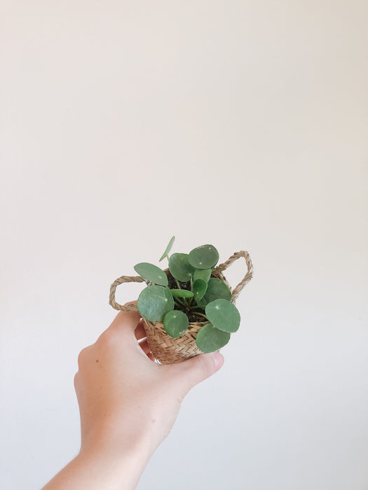 Pilea Peperomioides