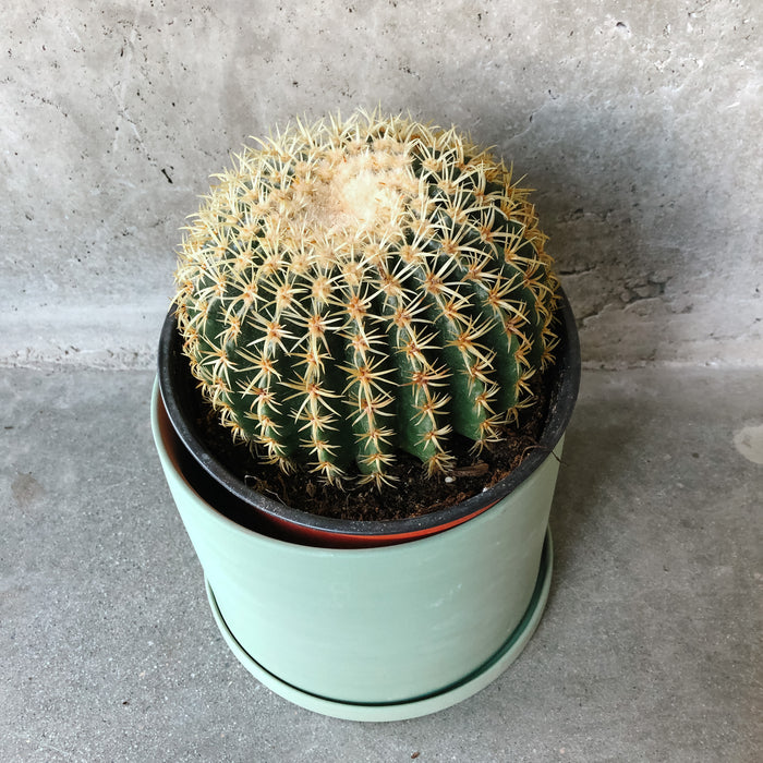 Assorted Cacti