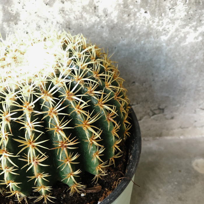 Assorted Cacti