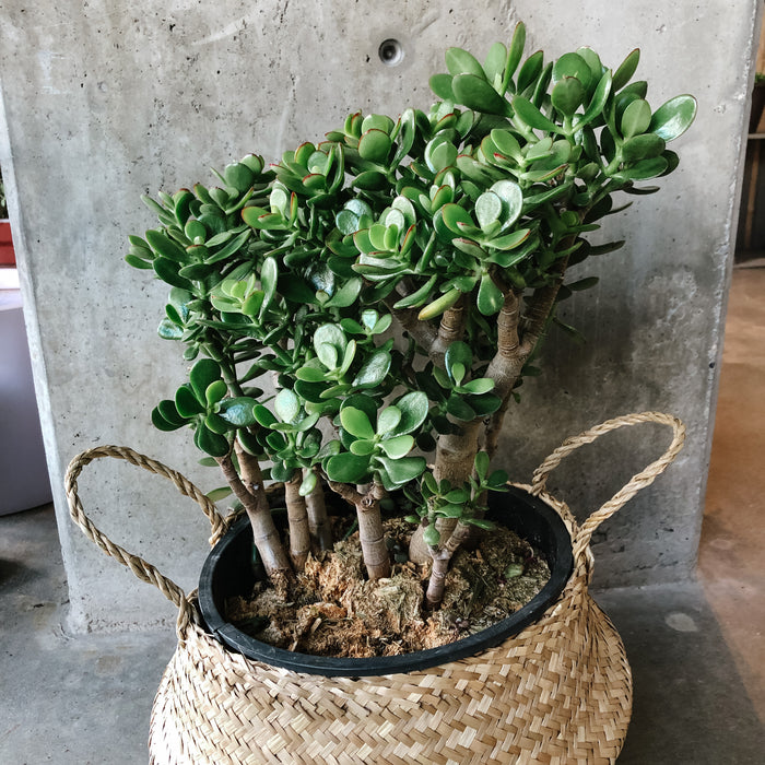 Jade