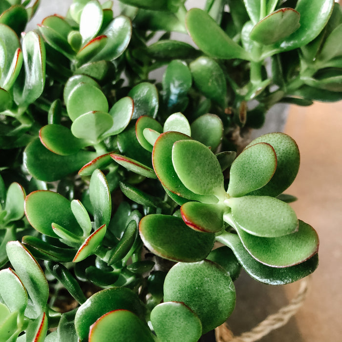 Crassula Ovata