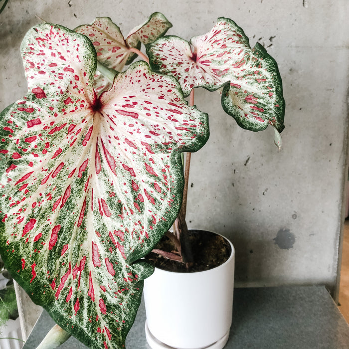 Caladium - Assorted
