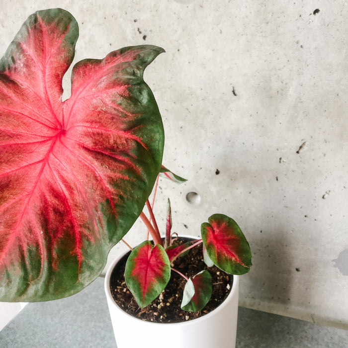 Caladium - Assorted