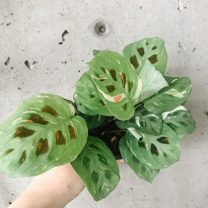 Variegated Maranta