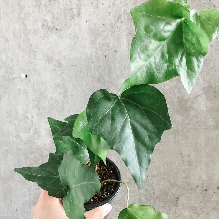 Algerian Ivy