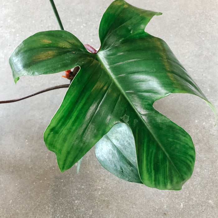 Philodendron Rudolph