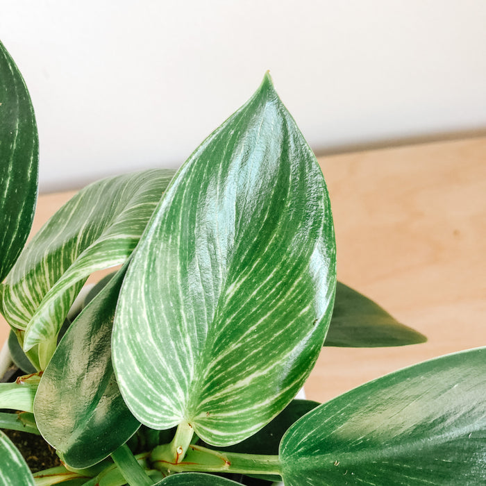 Philodendron Birkin