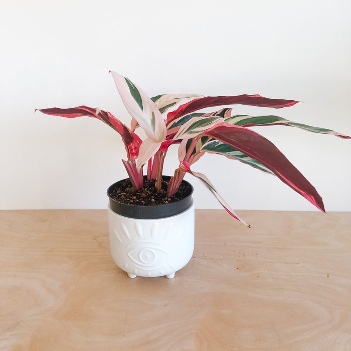 Stromanthe Triostar