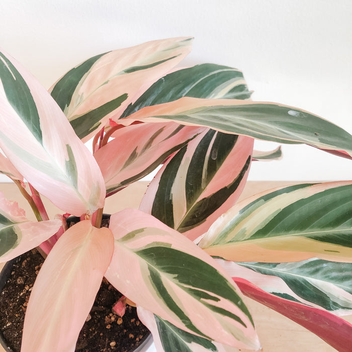 Stromanthe Triostar