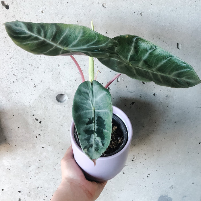 Alocasia Pink Dragon