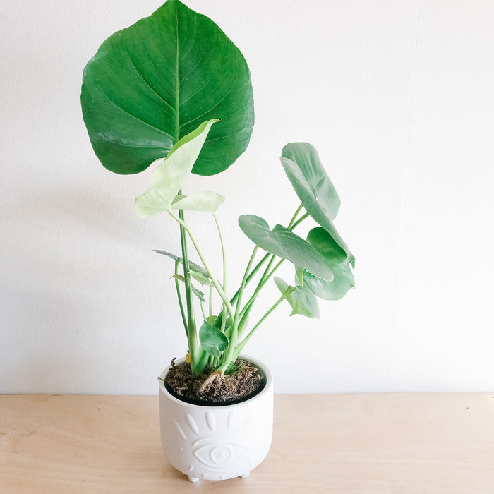 Monstera Deliciosa