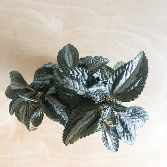 Pilea Spruceana 'Silver Tree'