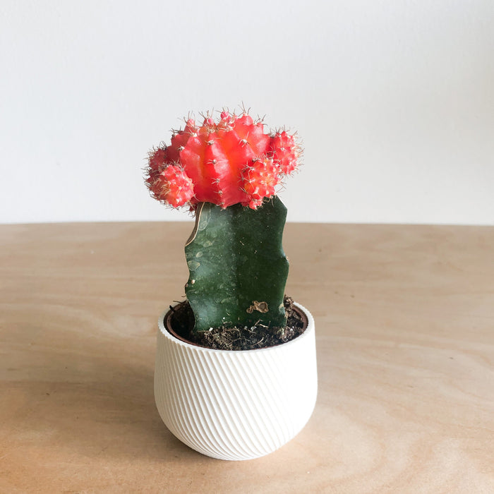 Grafted Cactus