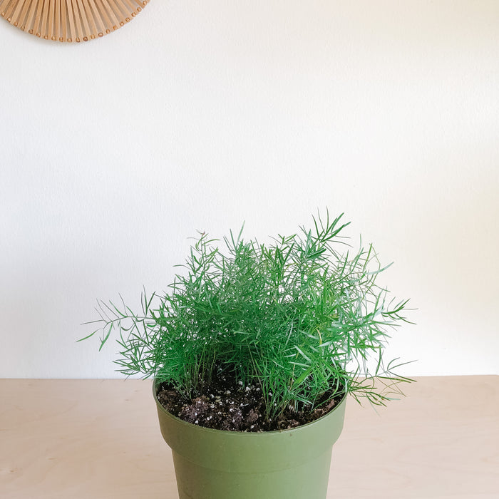 Asparagus Fern