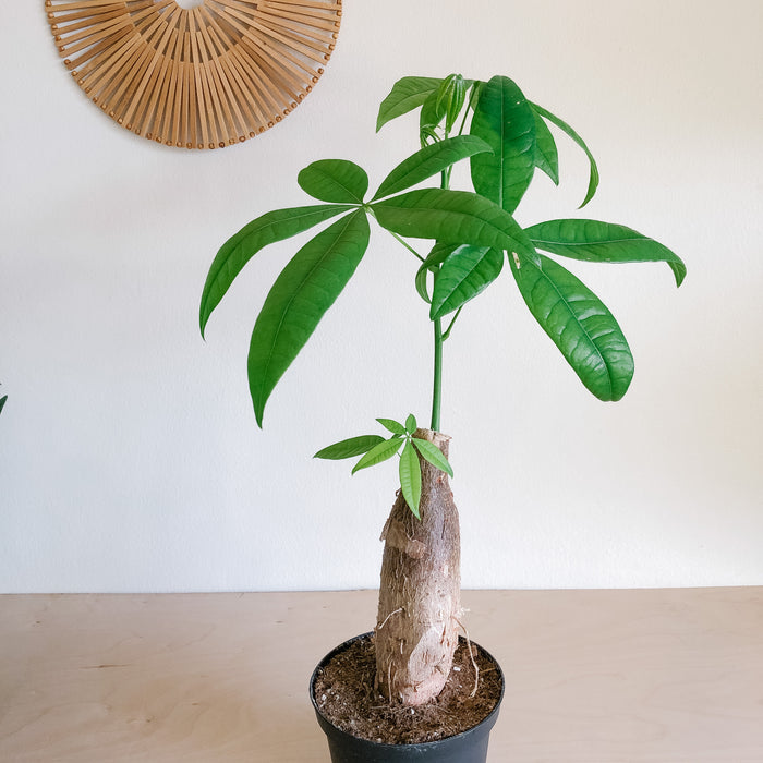 Pachira Aquatica