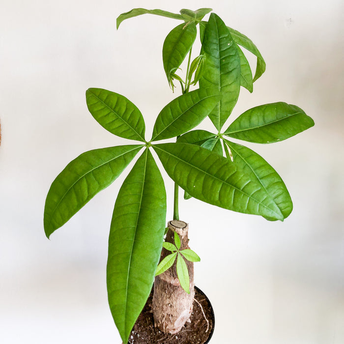 Pachira Aquatica