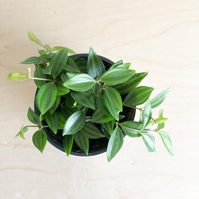 Beetle Peperomia