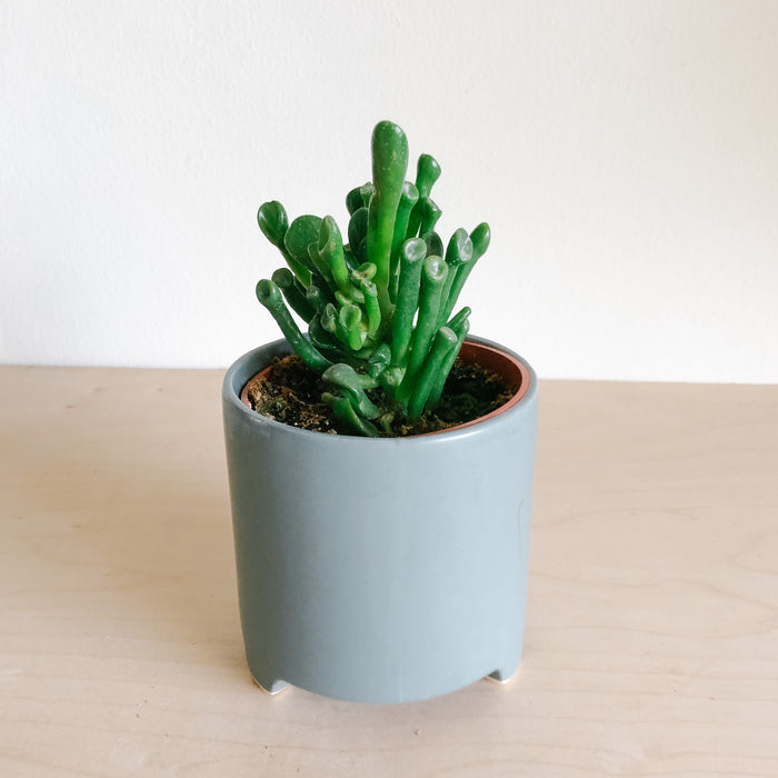 Crassula Horntree Tricolour