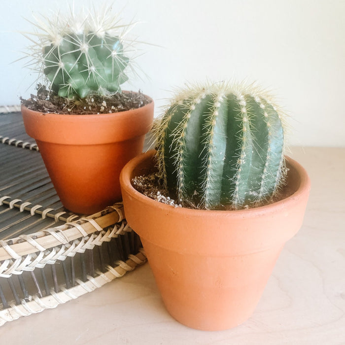 Assorted Cacti