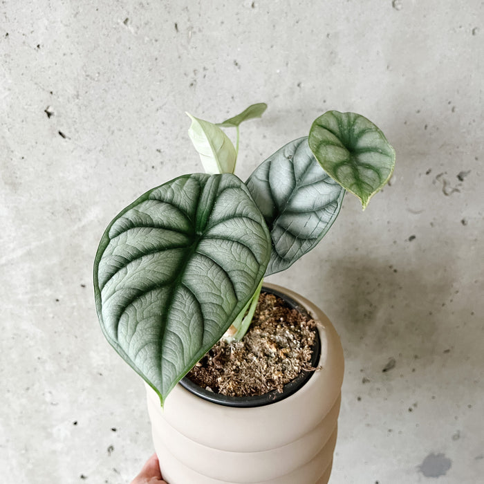 Alocasia Silver Dragon