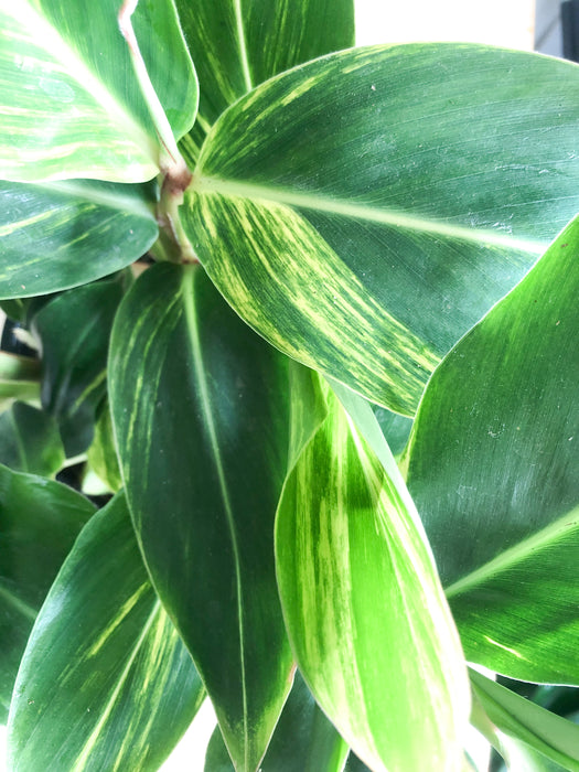 Alpinia Ginger