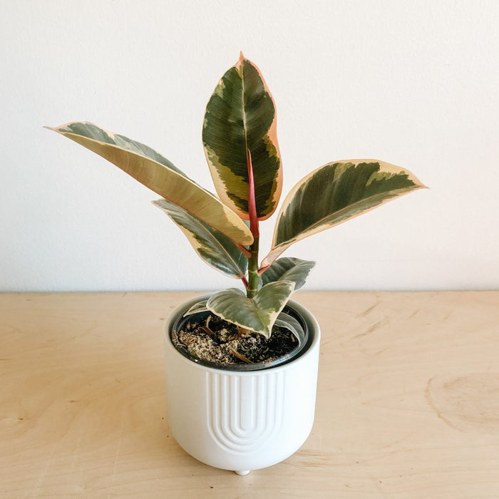 Rubber Tree 'Tineke'
