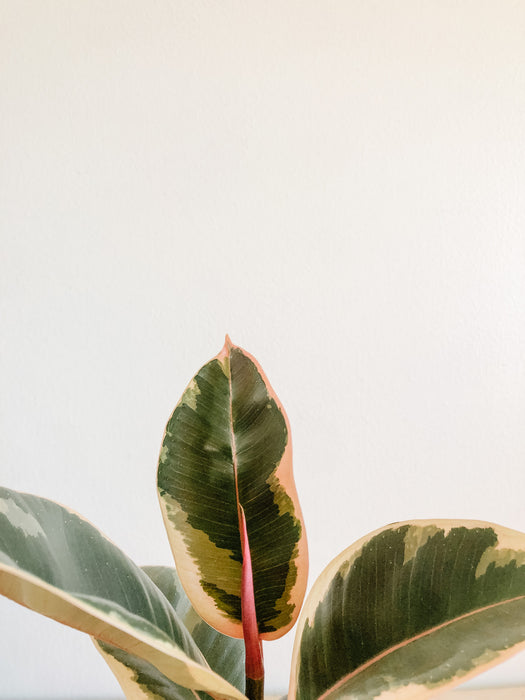Rubber Tree 'Tineke'