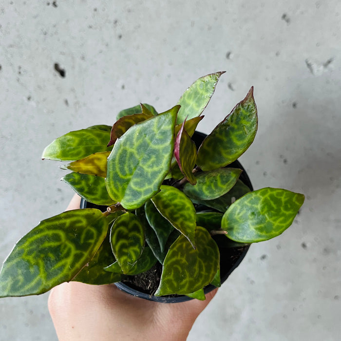 Black Pagoda Lipstick Plant